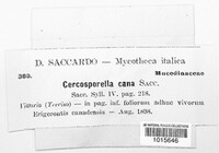 Cercosporella cana image